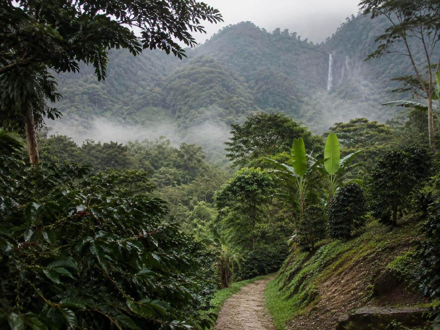 Paisaje cafetero y cascada en las montañas cerca de Minca